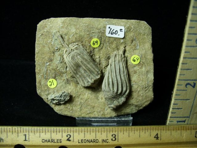 Indiana Fossil Crinoids  (010821j)