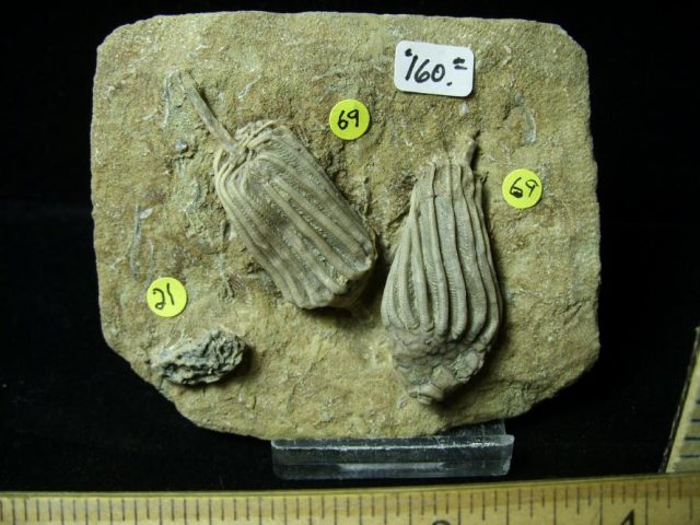 Indiana Fossil Crinoids  (010821j) - Image 2