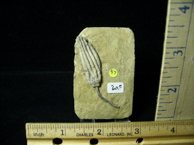 Indiana Fossil Crinoids  (010821k)