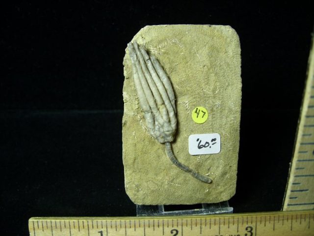 Indiana Fossil Crinoids  (010821k) - Image 2