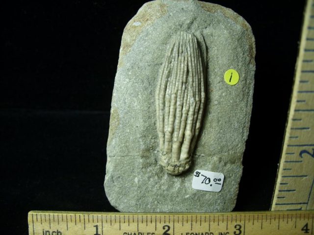 Indiana Fossil Crinoids  (010821m) - Image 2