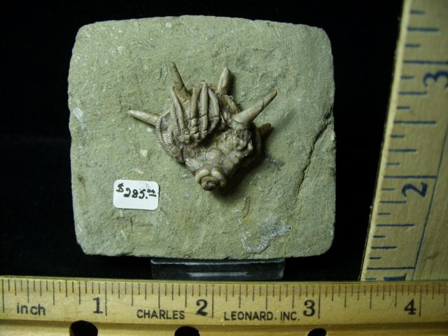 Indiana Fossil Crinoid  (010821n)