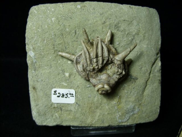 Indiana Fossil Crinoid  (010821n) - Image 2