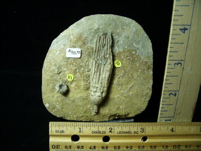Indiana Fossil Crinoids  (010821r)