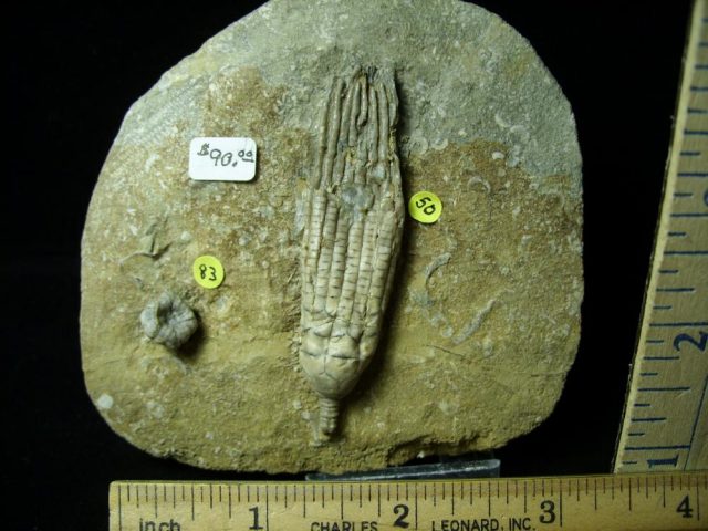 Indiana Fossil Crinoids  (010821r) - Image 2