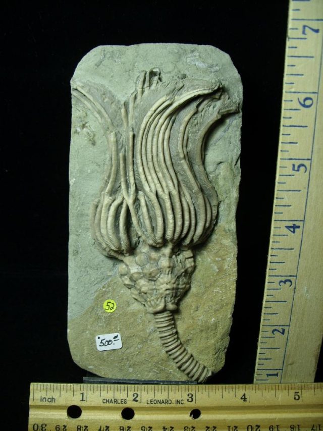 Indiana Fossil Crinoid  (010821s)