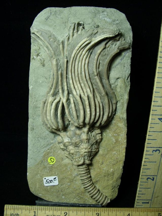 Indiana Fossil Crinoid  (010821s) - Image 2