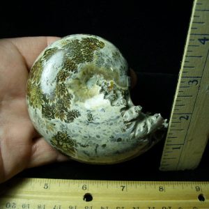 Whole Polished Ammonite (011121a)