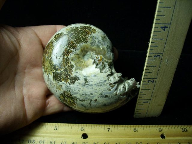 Whole Polished Ammonite (011121a)