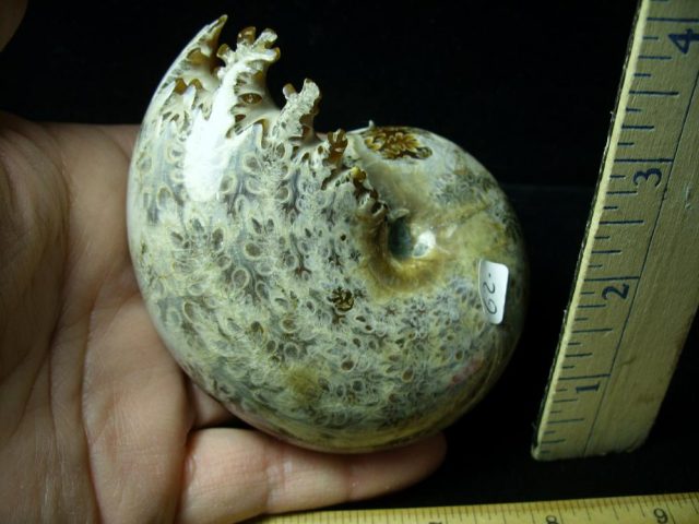 Whole Polished Ammonite (011121a) - Image 2