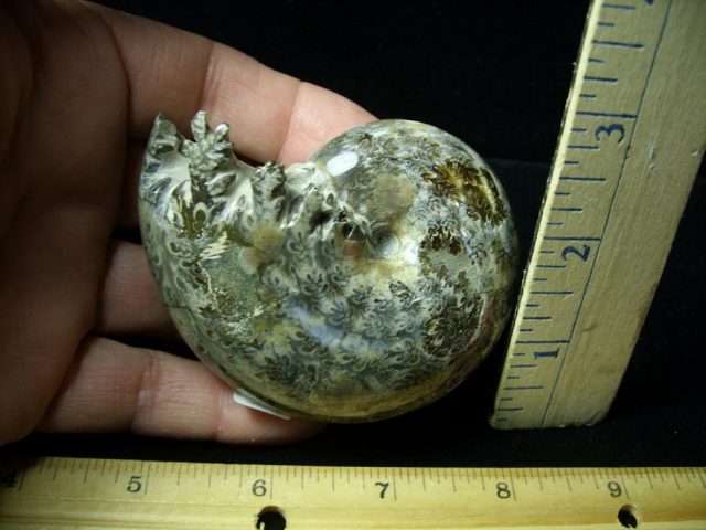 Whole Polished Ammonite (011121b)