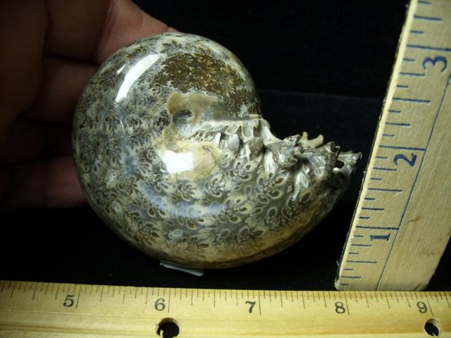 Whole Polished Ammonite (011121b) - Image 2