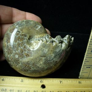 Whole Polished Ammonite (011121c)