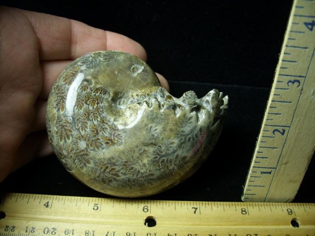 Whole Polished Ammonite (011121c)