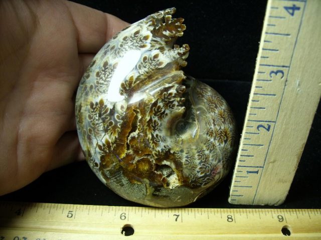 Whole Polished Ammonite (011121d)
