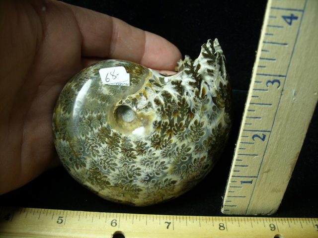 Whole Polished Ammonite (011121d) - Image 2