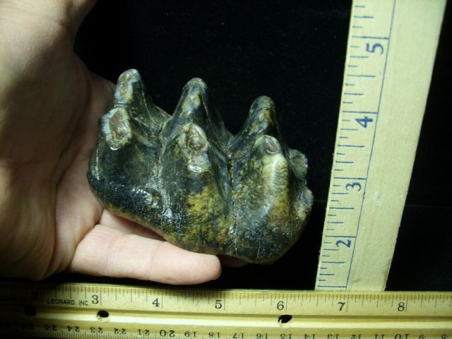 Mastodon americanum  Molar (011221j)