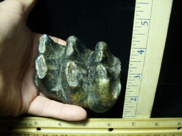 Mastodon americanum  Molar (011221j) - Image 2