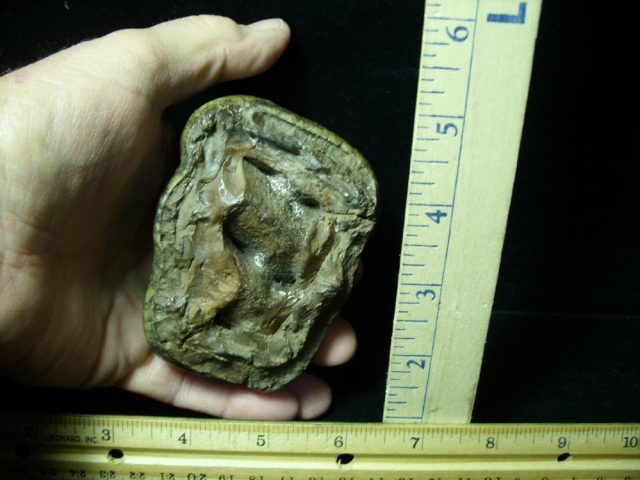 Mastodon americanum  Molar (011221j) - Image 3
