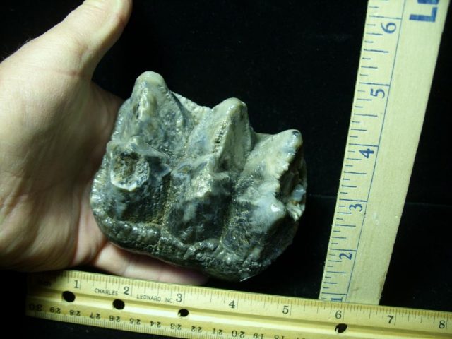 Mastodon americanum  Molar (011221k)