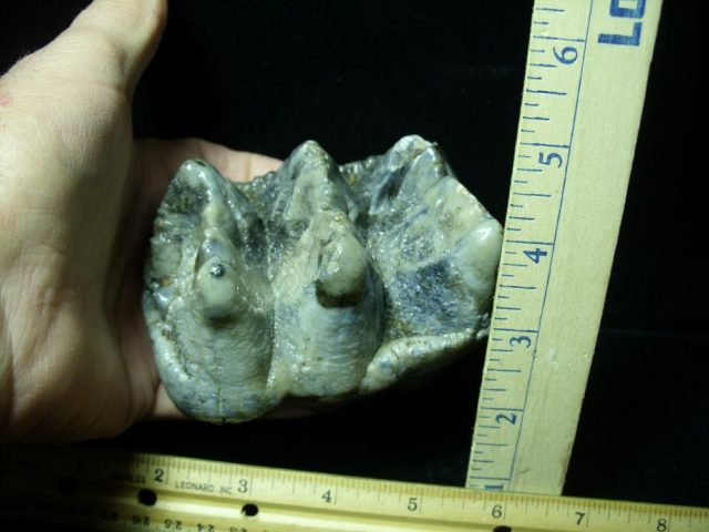 Mastodon americanum  Molar (011221k) - Image 2