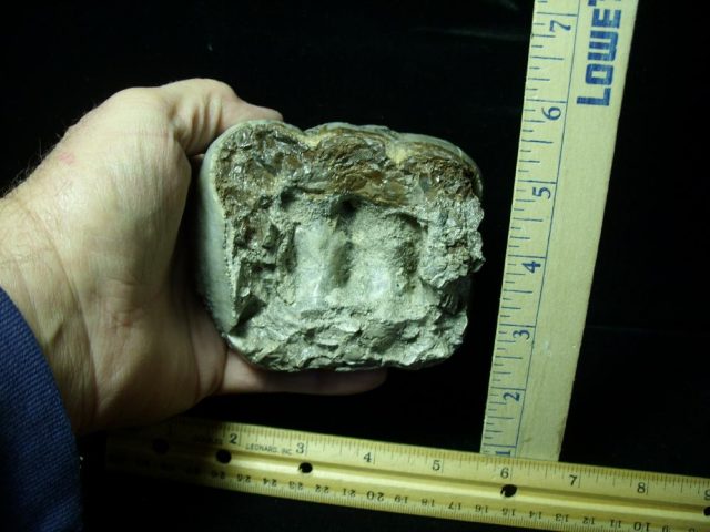 Mastodon americanum  Molar (011221k) - Image 3