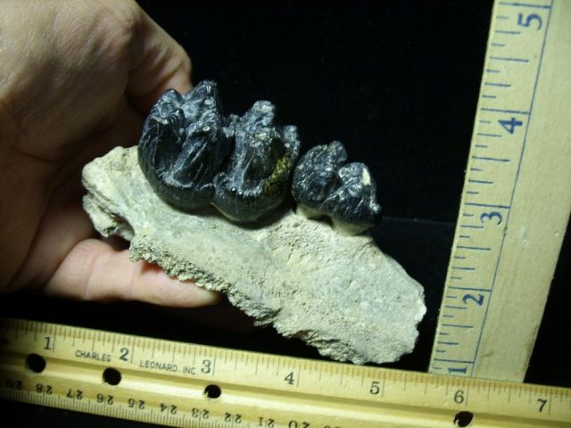 Gomphothere Molars (011221m) - Image 3