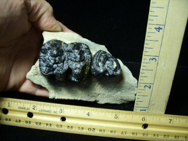 Gomphothere Molars (011221m) - Image 2