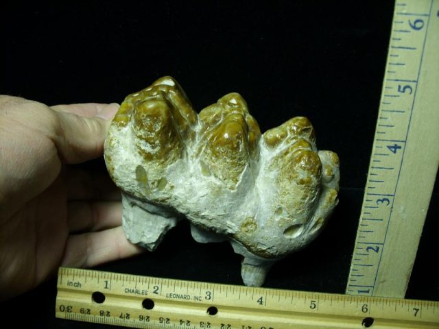 Gomphothere Molar (011221n)