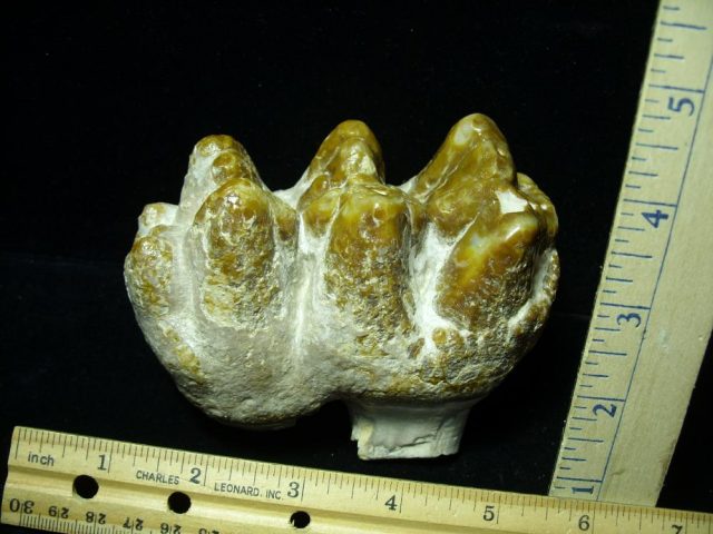 Gomphothere Molar (011221n) - Image 2