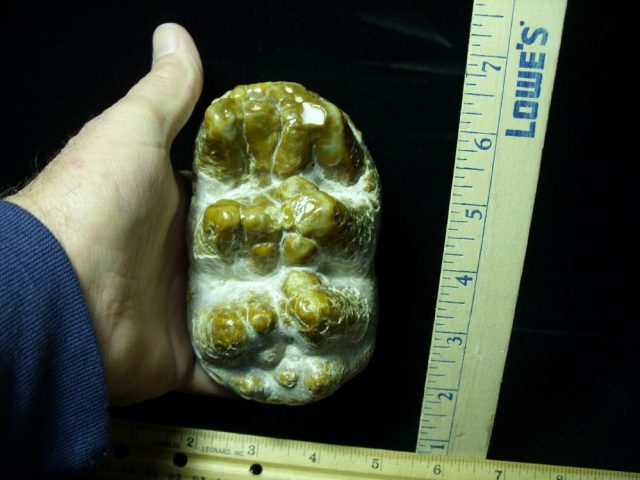 Gomphothere Molar (011221n) - Image 3