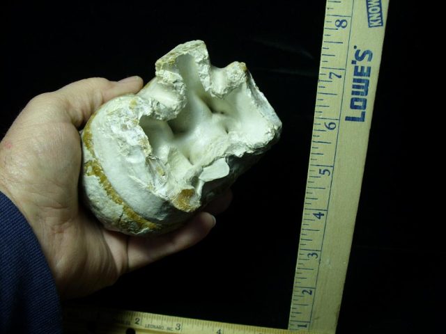Gomphothere Molar (011221n) - Image 4