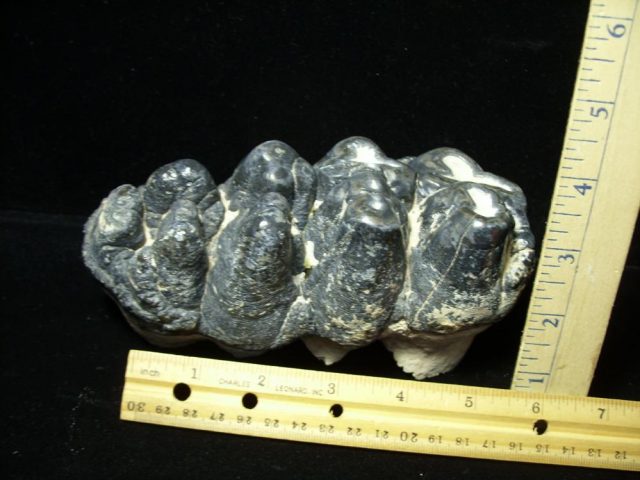 Gomphothere Molar (011221p) - Image 3