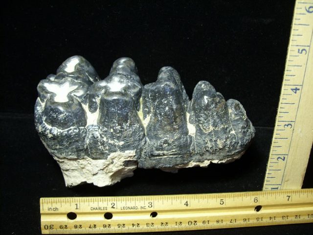 Gomphothere Molar (011221p) - Image 2