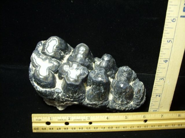 Gomphothere Molar (011221p)