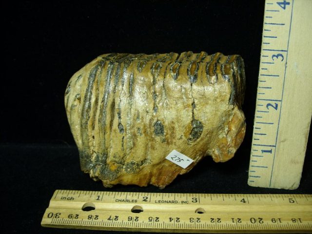Fossilized Mammoth Molar (012121c) - Image 3