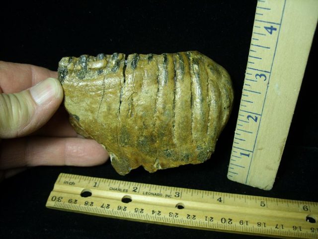 Fossilized Mammoth Molar (012121c) - Image 2