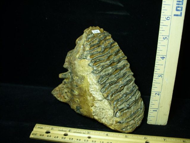 Fossilized Mammoth Molar (012121e)