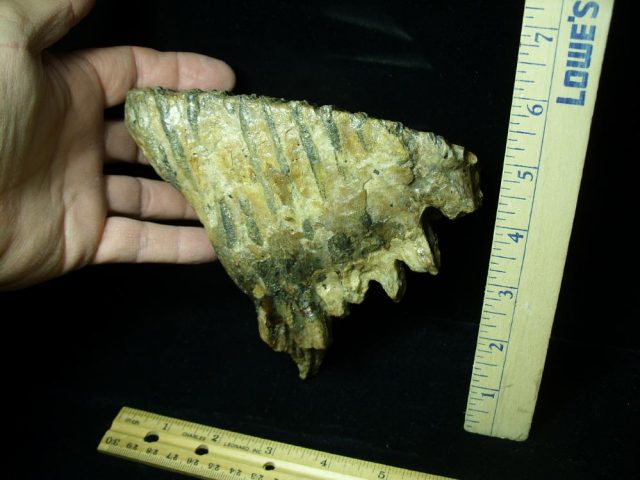 Fossilized Mammoth Molar (012121e) - Image 2