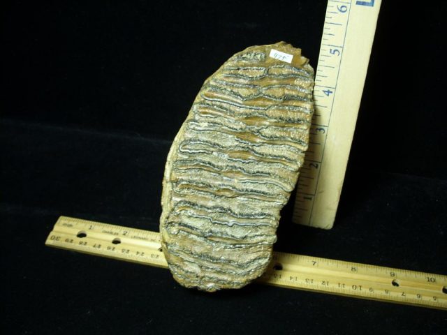 Fossilized Mammoth Molar (012121e) - Image 3