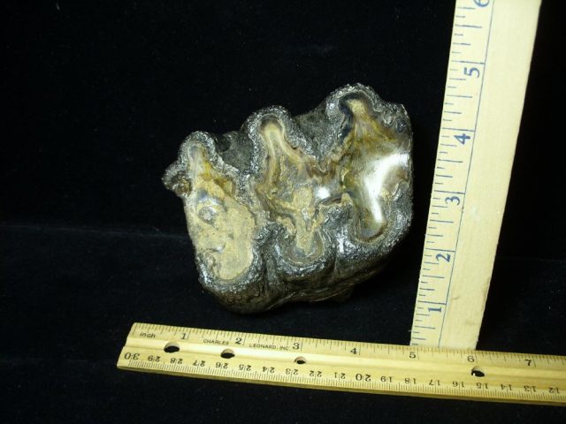 Fossil Mastodon Molar (012121f) - Image 4