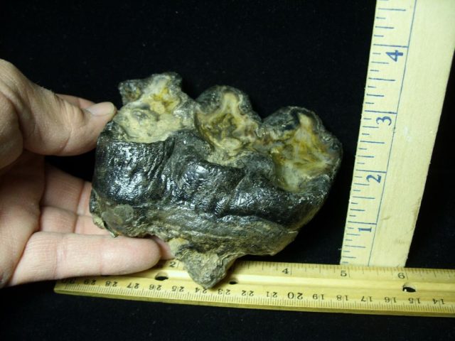 Fossil Mastodon Molar (012121f) - Image 3