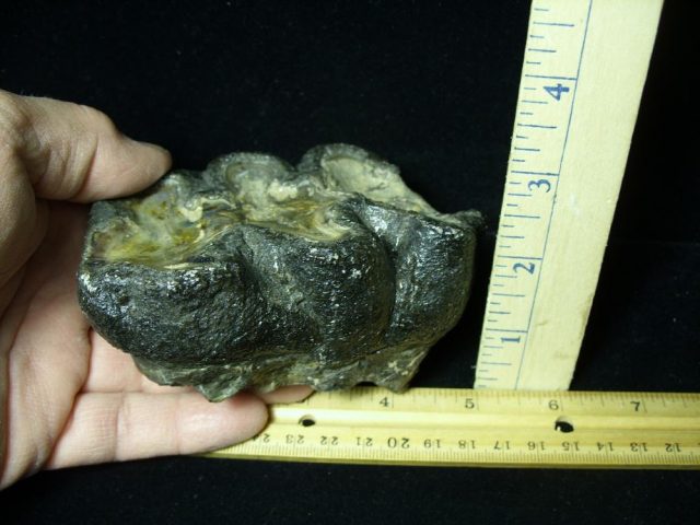 Fossil Mastodon Molar (012121f) - Image 2
