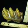 Gomphothere Molar (012121h) - Image 2
