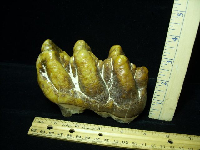 Gomphothere Molar (012121h) - Image 2