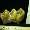 Gomphothere Molar (012121h) - Image 4