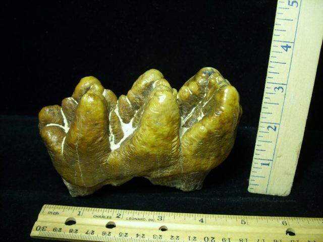 Gomphothere Molar (012121h) - Image 4