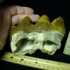 Gomphothere Molar (012121h) - Image 3