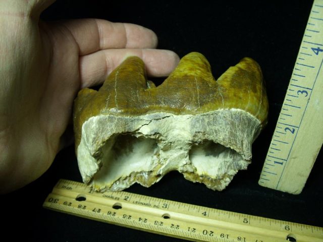 Gomphothere Molar (012121h) - Image 3
