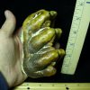 Gomphothere Molar (012121h)